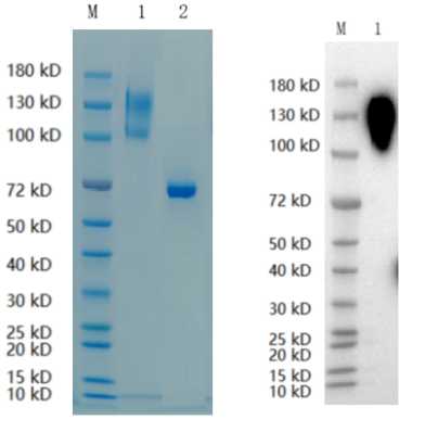 1. DNER: 1 μg<br />2. BSA: 1 μg